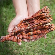 블리스마트 국산 녹각영지버섯 200g, 1개