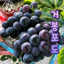 국내산 김천 거봉 포도 프리미엄 고당도 1kg 2수/2kg 4수/2kg 3수/2 kg 4수 선물용, 김천 거봉 1kg 2수