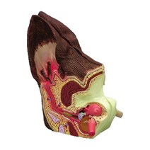 미국 동물모형 개과 귀모형 G9200 반려견 정상 감염 귀표현