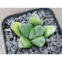 하월시아/하월시아-3051 직접실생 아프리카농장, 1개