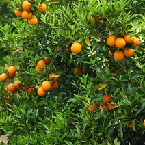 진코어 특급 국내산 레드향 5kg 제철 제주, 1