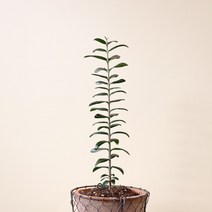 올리브 나무 키우기 외목대 수형 키우기 쉬운 식물, 올리브+빈티지토분(분갈이 완료)