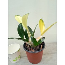 황금대명석곡 단정학 향기꽃 무늬종, 1개