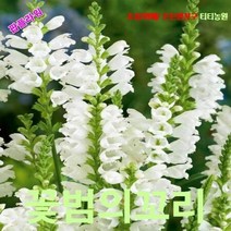 팝플라워 꽃범의꼬리 흰색 씨앗 10립