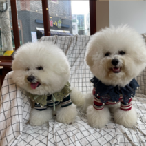 강아지케이프 고양이 스카프 턱받이 애견 반다나 목걸이, 네이비