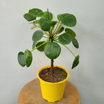 349 대형 핫도그 외목대 필레아페페 중품 30~50cm, 1개