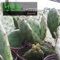 허브여울다육 천년초(노지월동_손바닥선인장) 지름 9cm 다육 소품화분, 1개