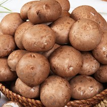 보령머쉬팜 포타벨라버섯(500g/1kg/2kg), 포타벨라 특500, 1개