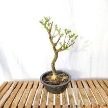 고목 황피 진궁 고마유미 참빗살 회잎 묘목 나무 분재 화분