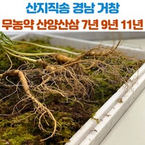 산지직송 거창 산양삼 산양산삼 7년근 9년근 11년근 7뿌리 산삼 장뇌삼, 11년근_7뿌리
