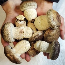 [나영이농원]디엠지송고버섯 국내산 무농약 당일수확 실속형1키로 500그램, 실속형500g, 1개