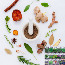 페퍼민트 타임 바질 카모마일 라벤다 루 챠빌 소렐 차이브 세이지 히숍 와일드 루꼴라 스테비아 허브 씨 씨앗 종자, 로즈마리