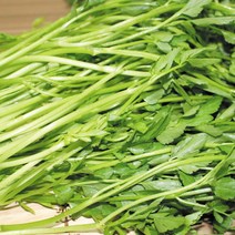아삭아삭 제철채소 청도미나리 1kg 당일수확 농가직송, 1개