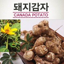 국산 흰 돼지감자 생돼지감자 장아찌 뚱딴지 이뉼린 5kg, 1개