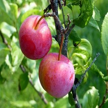 보람농자재 자두나무(로얄대석), 접목1년*뿌리