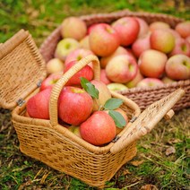 충주 사과 5kg (17~19과) / GAP인증 저탄소 산지직송, 단품