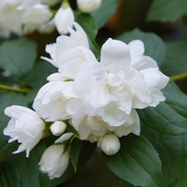 리서스원예 고광나무 스노우벨 고광묘목 나무 개화주 4치 포트묘, 고광스노우벨 4치 포트묘