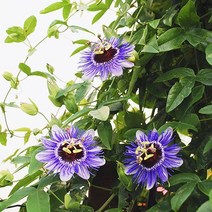 [모야모 꽃씨] 시계초 3종 5립 선택구매 꽃과 열매가 인상적, 블루크라운시계초