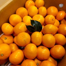 당도높은 제주도 천혜향 4.5k 9kg 가정용, 4.5kg