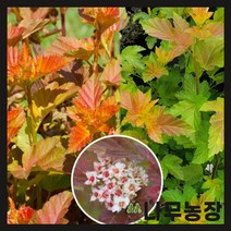 (나무농장) 자엽국수 엠버쥬빌레 P9 포트