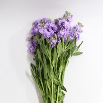 스톡크 스토크 6가지 색상모음 (강남 고속터미널꽃시장 도매시장에서 발송하는 생화택배), 화이트, 비슷한 느낌의 꽃으로 변경(다른꽃or다른색), 금~일요일 구매시 (화요일 도착)