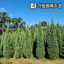 블루엔젤 4치포트 키120/150/200cm 분묘 상록수 가림원예조경, 키150cm분묘