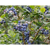 블루베리 (레카3년생: 대립종(직경20cm키60cm~/듀크 2년생), 레카(3년생)