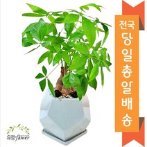 소형화분 개업 승진 영전 인사발령 축하 화분 전국 당일배송, 11. 파키라