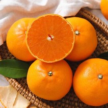 제주 고당도 천혜향 1.5kg/2.5kg/4.5kg, 02.천혜향 1.5kg (7과내외/벌크)