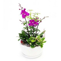 77플라워 만천홍3 서양난 승진 영전 취임 개업식 화분배달 꽃선물 축하난