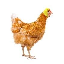 닭 헬멧 머리 암컷 털뽑힘 숫컷 공격 보호 관상 청계 조류 애완 반려동물 악세사리 모자, C 빨강