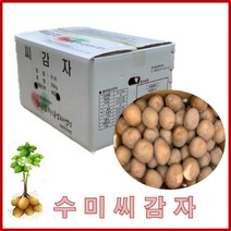 씨감자 (정품) 수미 4kg 보급형, 1개