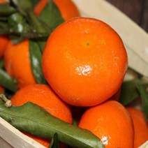 [특등급] 감귤3KG 밀감 귤 제주밀감 제주귤 귤 감귤 제주감귤체험 타이벡감귤 감귤체험 제주도귤체험 타이백감귤 비가림귤 제주귤 제주귤체험 귤따기체험 제주, 3KG, 1개