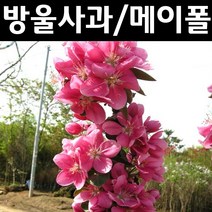 메이폴/왕방울사과 접목1년 뿌리묘 나무 묘목 1개/정원/공원/조경수