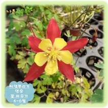[나은식물원]219. 서양매발톱(레드-옐로우) 30립