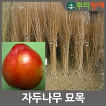 자두나무 묘목 피자두나무 2년생 봄에 심을만한 묘목 ys