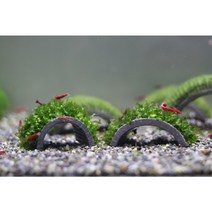 새우 미네랄 놀이터 물미역모스활착, 새우동굴 물미역모스활착