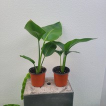 무배 2개발송 여인초 극락조 소품 15-30cm 59