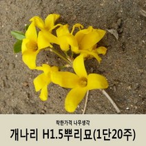 착한가격 나무생각 / 개나리 / 1.5m / 1등묘 / 20주