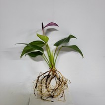 수경식물 프렌즈 안스리움 뉴 바이올렛 1촉 2022 새상품/수경재배식물, 1개