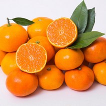 제주 카라향 선물세트 1.5kg 로얄과, 단품