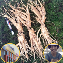 국내산 난발삼 인삼한채 4-6년근 세척삼 삼계탕용 인삼담금주 금산수삼시장78호, 2.콩난발(24~30뿌리), 세척O(무료)