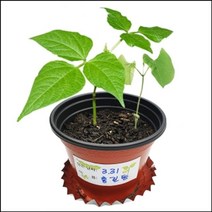 [RΘA] 자람 씨앗이 싹트는 조건과 강낭콩의 한살이(4개세트) 초등교구 키우기 재배완구 과학 학습 관찰 교육 ▷_β5243Ea, 《β본상품》