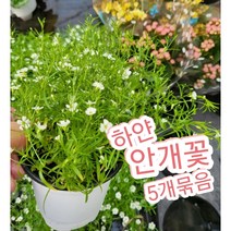 안개꽃-화이트-5개묶음/순수한 마음 약속 그리고 사랑의 결실