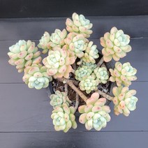 꽃다리 라울자연군생 29 다육식물 다육이 아이만배송