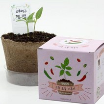 봄맞이 고추키우기 채소심기 노인 주간보호 센터 어르신 4개 평생교육원 관공서 아트