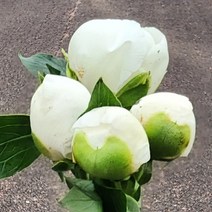 작약 생화 1송이 연핑크 농장직송 생화택배 꽃도매 양재꽃시장, 화이트