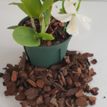 숙성 화분갈이바크6L 소나무 껍질 서양란분갈이전용 블루베리 아로니아 원예 조경용 파충류바닥재, 1개