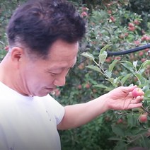 영천 루비에스 특상 1KG 미니사과, 1개
