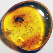 발틱 호박 속 곤충 화석